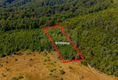 Teren 6,000mp Crizbav / Strada principala - 1