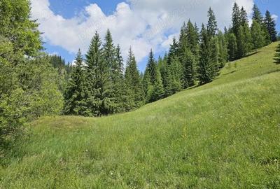 Teren de vanzare in Bucovina Comuna Breaza Zona Paraul Negrei - 2