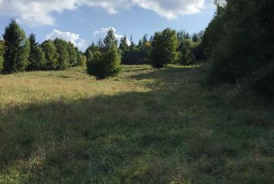Teren de 10000 mp, în Ceahlău - 1