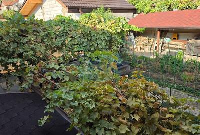 Casă cu 6 camere cu Canalizare în Central - 3