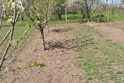 Spațiu comercial, în Rasa - 2