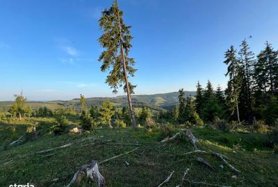 Teren de 500000 mp, în Ciocănești