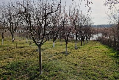 Teren - Roman  -Trifesti - iesire la lac - livada pe rod - 13
