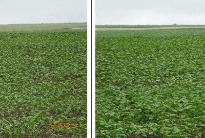 Teren cota parte 1/4, Saraiu, ID: R2684294 - 6