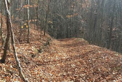 Teren de 35000 mp, în Borod