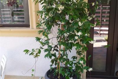 Casă în Eforie - 2