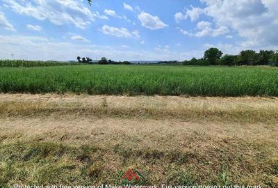 Teren intravilan in Urleta 5300mp--45.050e - 7