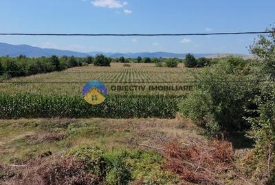 Teren intravilan 3866 mp Dumbrava Rosie - 5