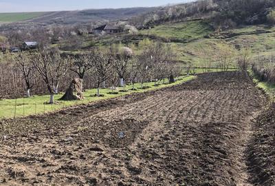 Teren de 5000 mp, în Miroslava - 2