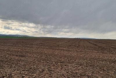 Teren de 10000 mp, în Vest - 14