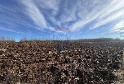 Teren agricol intravilan de 10000 mp, în Bădeni - 4