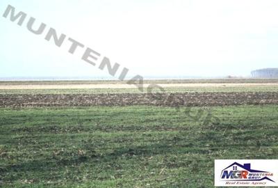 Teren agricol extravilan de 9200 mp, în Afumați - 5