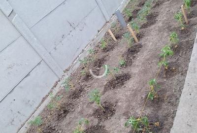 Casă cu 5 camere cu Teren 422 Mp în Moșoaia - 7