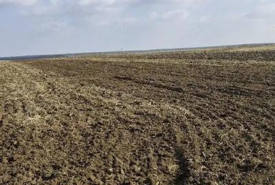 Teren extravilan Varvoru de Jos, jud Dolj - 3