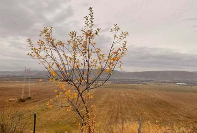 Teren în Urleta - 6