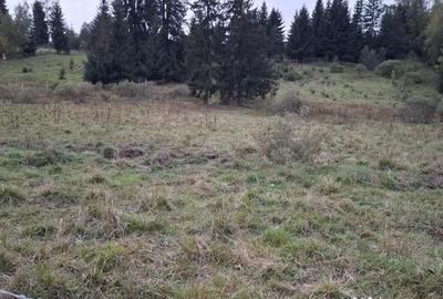 Teren de 6999 mp, în Panaci - 4