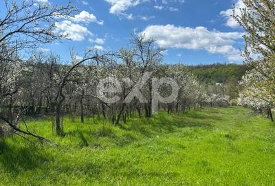 Teren Construcții intravilan de 3940 mp, în Cocu - 3