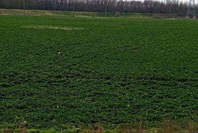 Teren intravilan 5.000 m² cu 40 m deschidere la DN2A – langa Kaufland Slobozia - 9