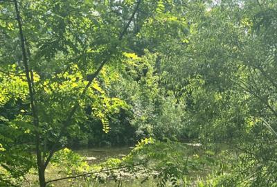 Teren extravilan, 10000 mp, Vicovu de Sus - 8