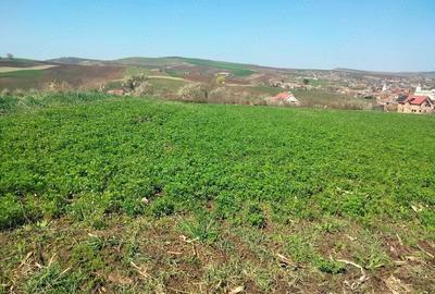 Teren de 3300 mp, în Râciu - 8