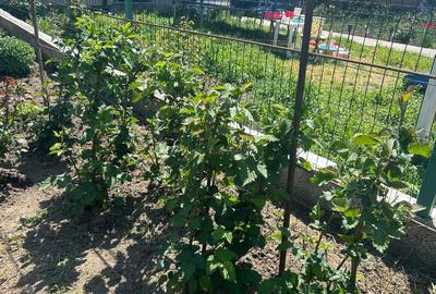 Casă individuală cu 4 camere cu Teren 631 Mp în Cojești - 5