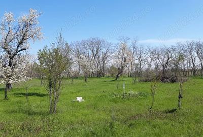 PF Inchiriez salas teren 4500 mp Arad spre Turnu ideal pt stup albine sau altele PF Inchiriez salas teren 4500 mp Arad spre Turnu ideal pt stup albine sau altele - 2