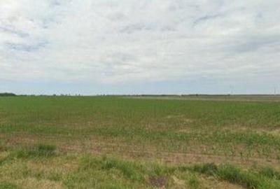 Teren de 1200 mp, în Pogoanele - 1