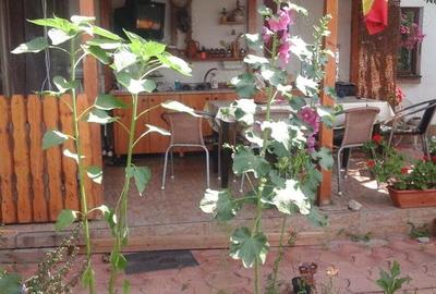 Casa 3 camere 106 mp Ploiesti zona Ana Ipatescu 130000 euro Casa 3 camere 106 mp Ploiesti zona Ana Ipatescu 130000 euro - 3