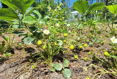 Vand casa de caramida cu teren comuna Stancuta jud Braila - 8