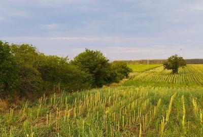 Teren intravilan de 4250 mp, în Uzunu - 4