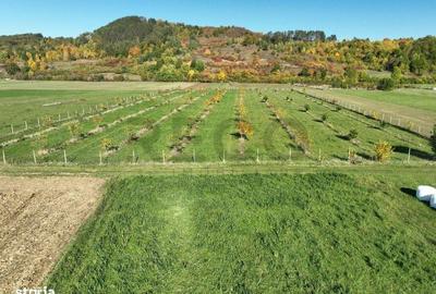 Teren de 13965 mp, în Aușeu - 11