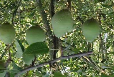 Livada 600pomi de 12 ani,cu casa 2camere,baie ,bucatarie,10000mp - 9