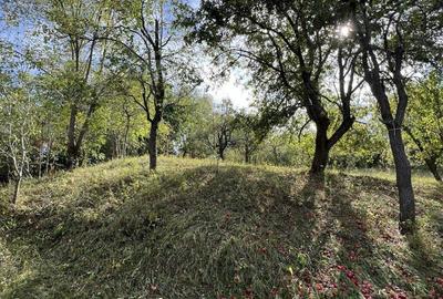 Casă cu 4 camere cu Teren 9800 Mp în Măgura - 6