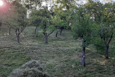 Spațiu comercial, în Salva - 5