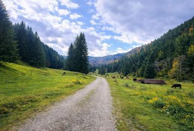 Teren în Zărnești - 1