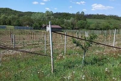Teren de 5000 mp, în Scăești