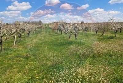 Vanzare teren Livada - Ferma Arges - Izbasesti / DN 142 l... - 8