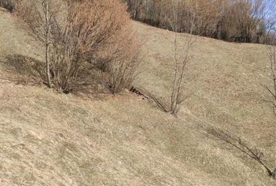 Teren de 5000 mp, în Rucăr - 2