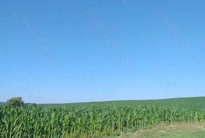Teren în Valea Albă - 10