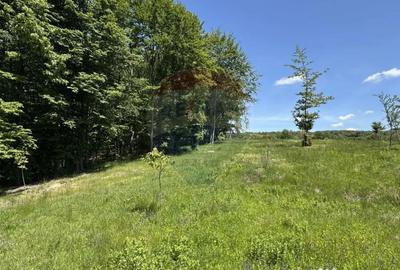 Teren de 55600 mp, în Codru Butesii - 12