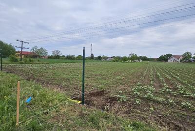 Teren intravilan 1000 mp – asfalt, utilități în apropiere – Moara Vlăsiei - 4