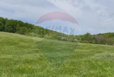 Fost Conac cu padure si teren 54h - 14