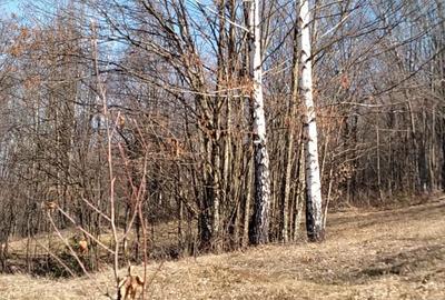 Teren de 900 mp, în Văliug - 5