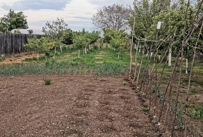 Cosereni, Ialomita - 11