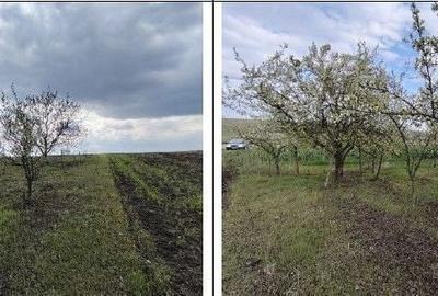 Teren de 10000 mp, în Șipote - 6