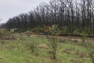 Teren de vânzare 10.028 mp – Mogoșoaia, lângă Pădurea Motoc - 6