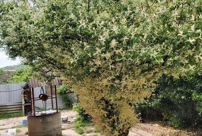 Casa Bocsa Montana pretabila credit 500 mp negociabil - 3