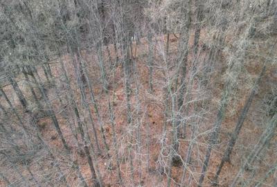 Teren Construcții intravilan de 1700 mp, în Castelul Peleș - 11