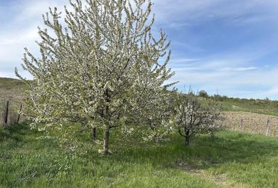 Casă cu 3 camere în Feiurdeni - 8