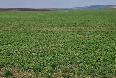 Spațiu comercial, în Copăceni - 8